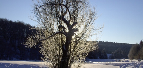 MOHNEN Frischfisch Forelle gebraten